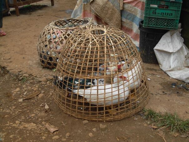 Kambodza & Laos 417 (1)