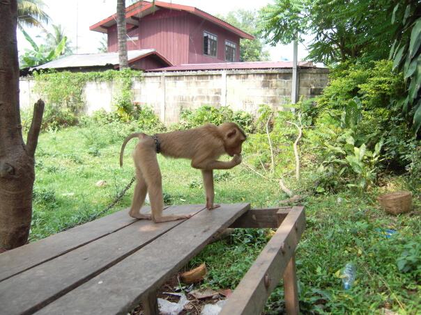 Kambodza & Laos 485 (1)