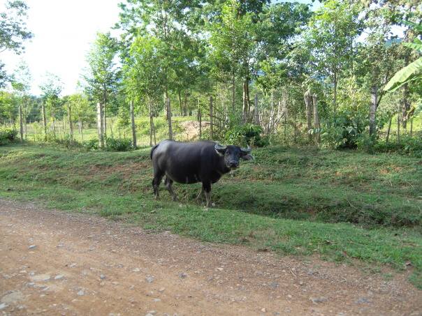Kambodza & Laos 651 (1)