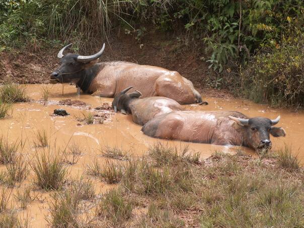 Kambodza & Laos 709 (1)